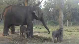 preview picture of video 'TWIN BABY ELEPHANTS, 2 WEEKS OLD, CHITWAN NATIONAL PARK, NEPAL'