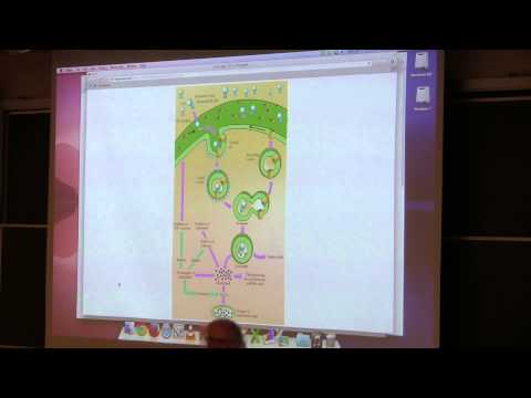 Ahern's BB 350 at OSU - 33. Cholesterol in the Body