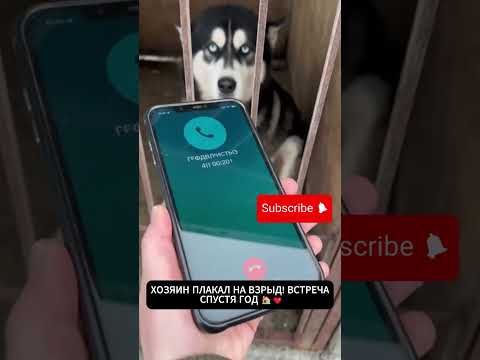 ХОЗЯИН ПЛАКАЛ НА ВЗРЫД! ВСТРЕЧА СПУСТЯ ГОД 🏠❤️