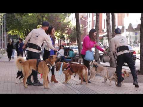 Wego y su servicio de Pet Parking