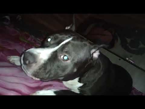 nice time with my pet