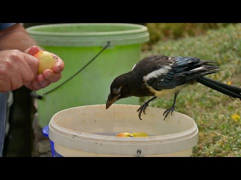 The story of Else the magpie (the Else story), Part 3