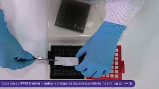 Hi FiBloETM PVDF Membrane for Blotting