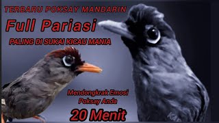 Download lagu Masteran Poksay MANDARIN Gacor 20 menit Top Joss, pancingan panggilan paling Ampuh terbaru 2023 mp3 Download lagu Masteran Poksay MANDARIN Gacor 20 menit Top Joss, pancingan panggilan paling Ampuh terbaru 2023 mp3