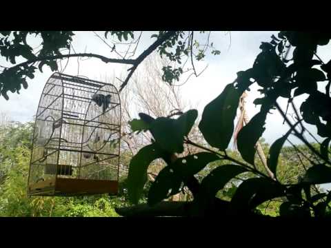 Bigode tubarão X torneiro 02