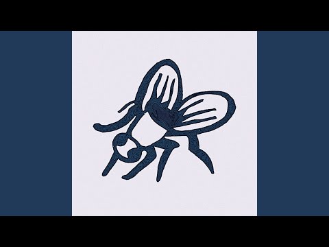 Fly