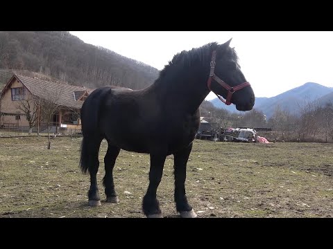 Armasarul lui Tica de la Cugir, Alba - 2022 Nou!!!