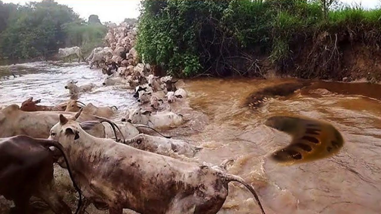 QUANDO A SUCURI ATACA O GADO ATRAVESSANDO O RIO