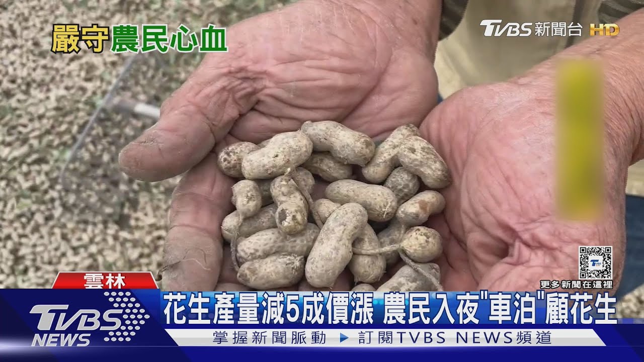 花生產量減5成價漲！農民入夜「車泊」顧花生