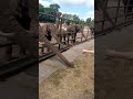 Das Elefant 🐘 isst einen Apfel