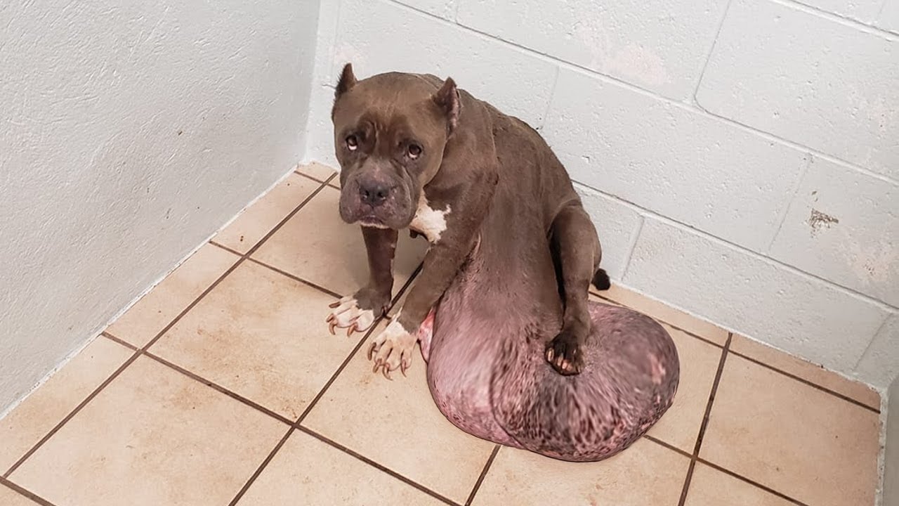 Magnolia's Rescue Story
