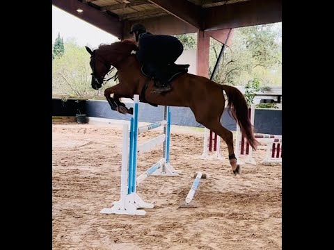 Gold Pepper Dimavi: VALMY DE LA LANDE  x DANTON DE CROSNIERE - 2016 gelding