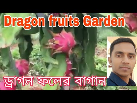 Dragon fruit garden #Dragonfruit farming at Tripura #Hello Joydip