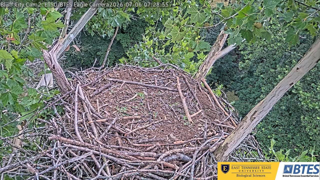 Live webcam view of Bluff City Eagle Cam Two