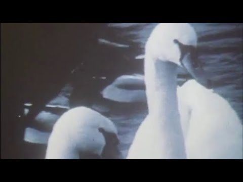 ELÁN - Labute zo Štrkovca (Official Movie Video)