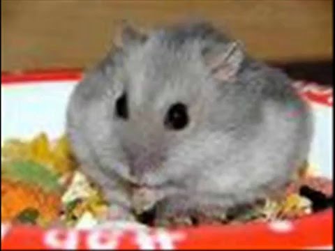 Lots of hamsters feat. Smoki - hamster video