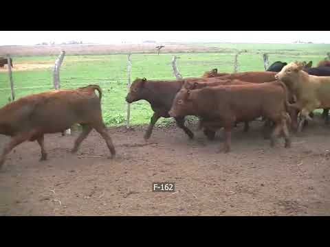 Lote 70 Terneros en Federal, Entre Ríos