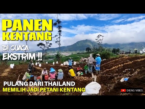 , title : 'Panen Kentang (Potato Harvest) Di Pegunungan Dieng, Pulang Dari Thailand Memilih Jadi Petani Kentang'