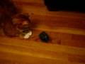 Cat Plays With Dreidel