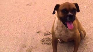 A Mexican Street Dog’s Second Chance