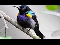 Beautiful Nature Whatsapp Status HD