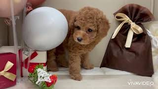 トイプードルの動画01