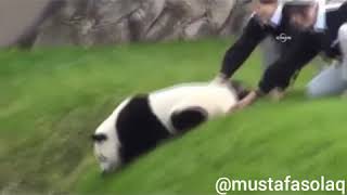 Atarlı Panda ANTEP DUBLAJ  ( ANTEPLİ PANDA )