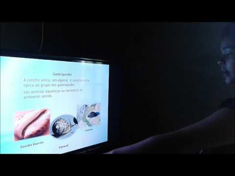 Moluscos e Anelídeos