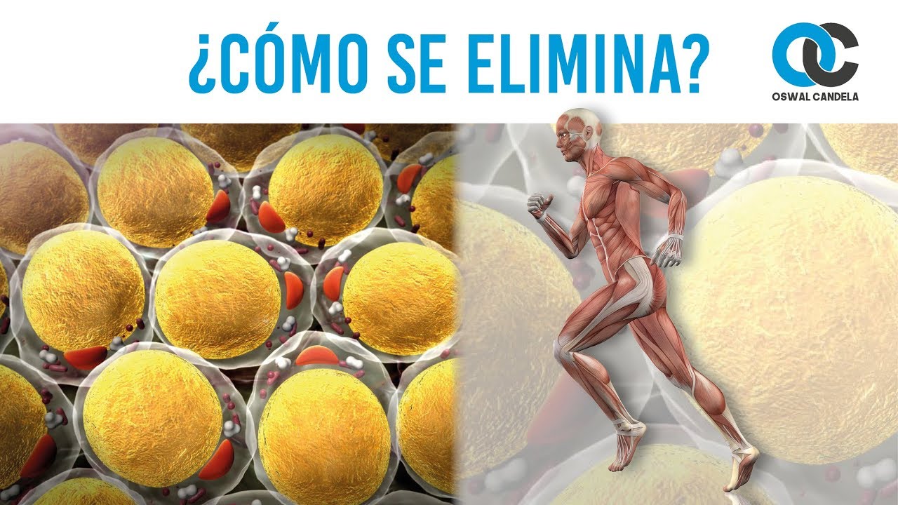 Cómo se elimina la grasa - Fisiológicamente