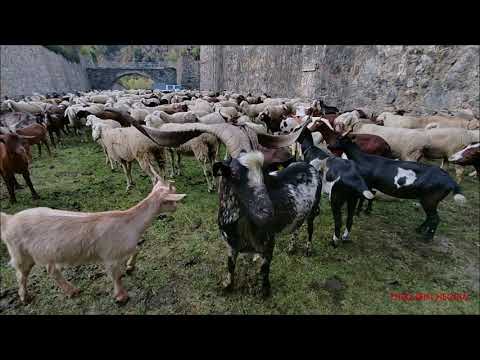 CUCCIOLI DI CANI DEI PIRENEI ALLA 36^MOSTRA RAZZA OVINA SAMBUCANA A VINADIO (CN) DOM. 30 - 10 - 2022