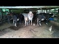 Tirando Leite Das Vacas No Curral Do Sitio Da Venturosa Pela Manhã