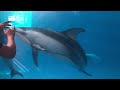 Pacific White Sided Dolphins At The Glass SeaWorld Texas 4K UHD 12 3 22
