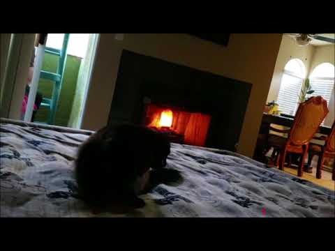Funny cat Video