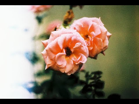 Laz Vegjas - Ne e denes denot