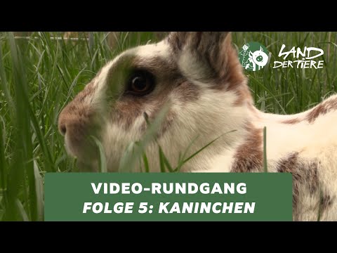 Land der Tiere-Video-Rundgang – Folge 5: Bei den Kaninchen 🐰💚