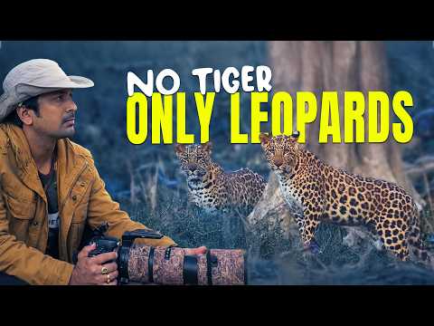 Ep 02 - Found Leopard Cubs in Rajaji Tiger Reserve