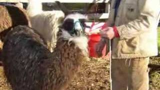 Llamas a life of reflection