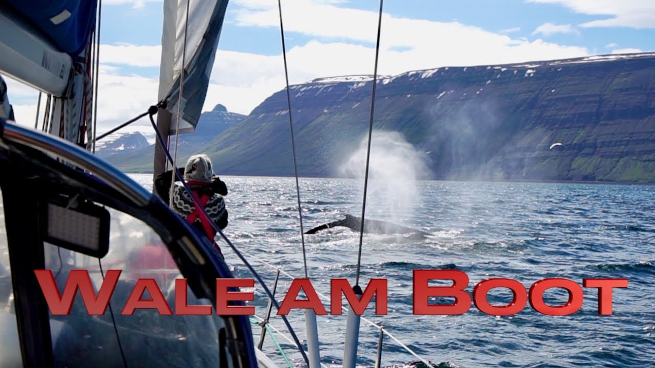 Whales at the boat 😳 - Whalewatching by sailboat ⛵️#151 @XTripSailing Sailing Atlantic