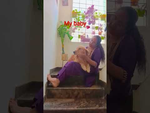 #goldenretreivers #puppy #mybaby