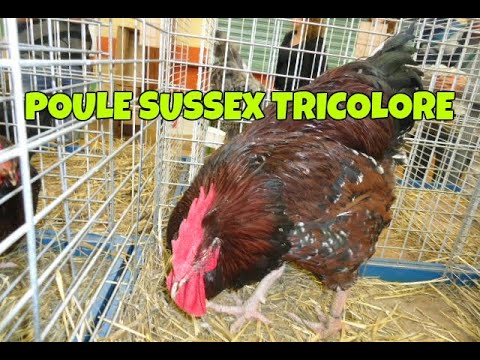, title : 'Coq et poules Sussex tricolores, Exposition avicole de Reiningue/13-14.01.18'