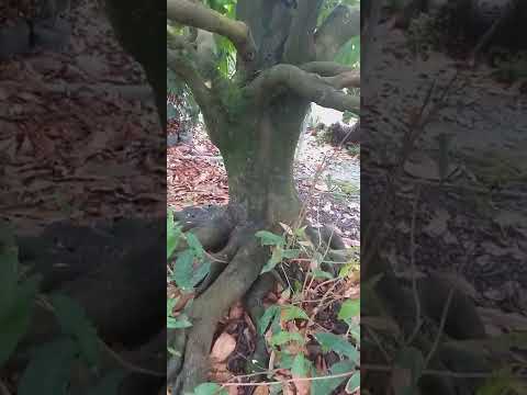 cây mai đẹp 30tuổi