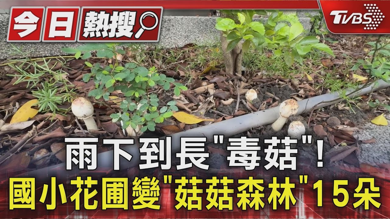 北部雨連續11天!長有毒綠褶菇「菇菇森林」 東北季風2波接力降溫