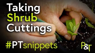How to Take Shrub Cuttings #PTsnippet