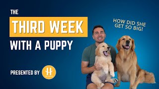 The third week with a puppy!