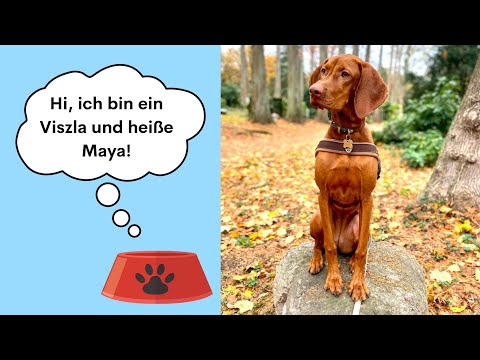 Magyar Vizsla - Ein Interview - über #vizsla Charakter, Aussehen, Alltagsleben, Futter #happypets