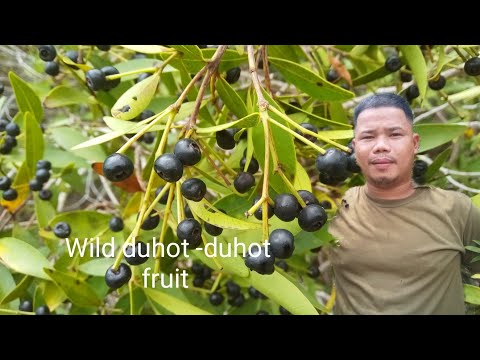 Wild fruits (duhot dohut)