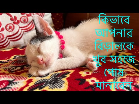 বিড়াল কিভাবে পোষ মানাতে হয় | আপনার বিড়ালকে কিভাবে সহজে পোষ মানাবেন | How To Pet Your Cat