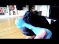 FUNNY VIDEO! Dog goes howling when playing with squeeze toy