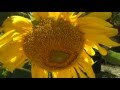 Deuter   Flowers Of The Amazon  Free MP3 Download2