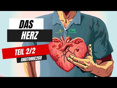 Reise durch die Anatomie des Herzens (2/2) | Anatomie2Go